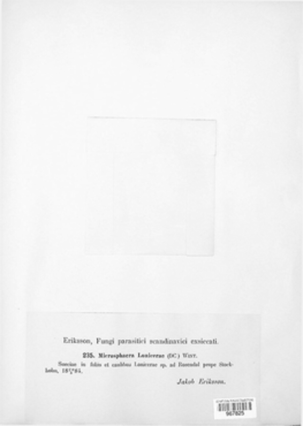 Erysiphe lonicerae image